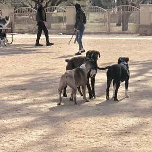 My small boxer meeting a large boxer for the first time
