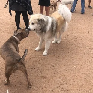 My pitbull making new friends