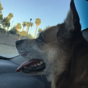 Happy to come play at the Reid dog park
