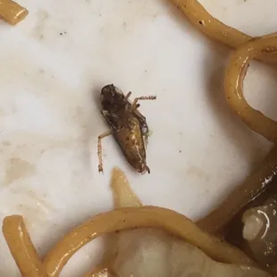 cockroach in my food