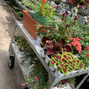 My cart, about 320.00.  Fair prices, comparable to other garden centers with not so healthy plants.  Pots are NOT cheap.