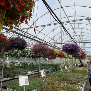 If I were a flower... I'd be a millionbelle