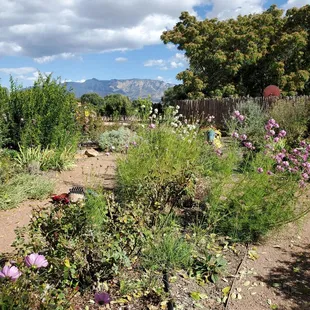 Garden view during tasting