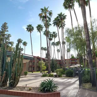 a courtyard with palm trees