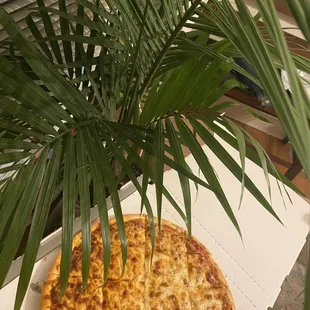 Growing a Milano plant in my Kitchen for an unlimited supply of Milanos Pizza Delight. -Randy S.