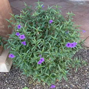 Purple flowers