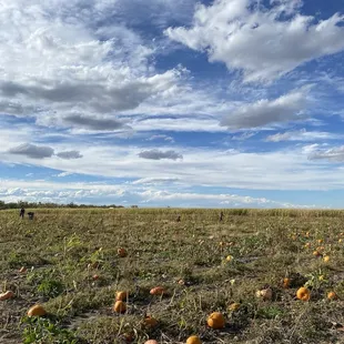 Pumpkin patch