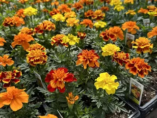 Spano Greenhouse & Farm