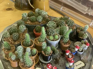 Wolf Grounds Community Cafe And Coffee Shop