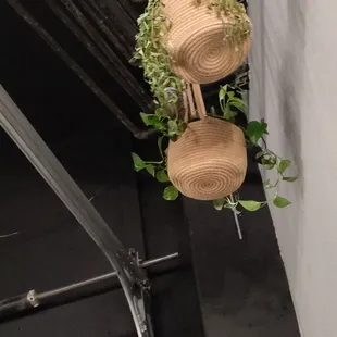 Dead plant
