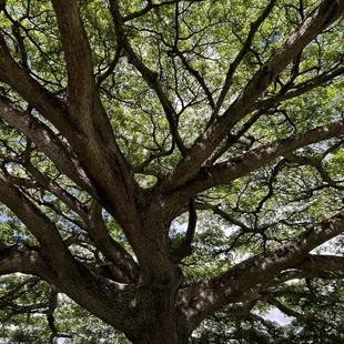 TREeeeee!!