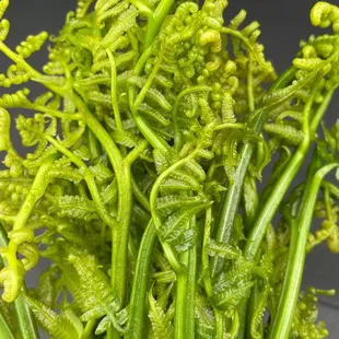 Fresh ferns to make ho'io/pohole salad