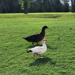 Famous ducks