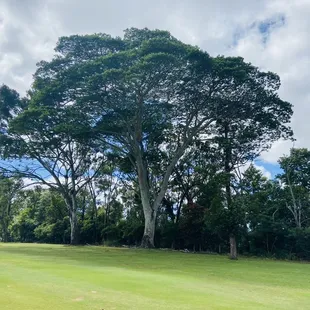 Beautiful trees for this Parkland course
