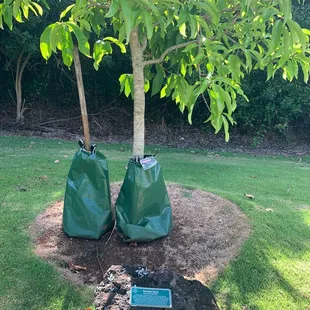 Mountain Apple trees