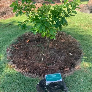 Valencia orange tree