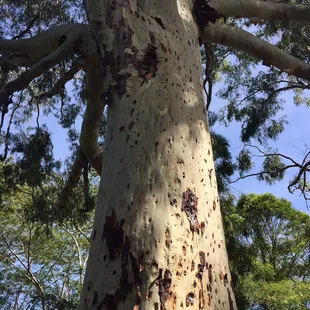 Eucalyptus oozing from the trees