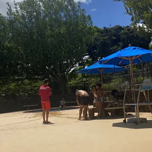 Family at the baby pool