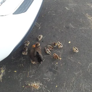 20230318 Hen w/ a lot of chicks. I walked to them &amp; they didn't move (about 5 more littles under car). Hungry, I guess. ‍