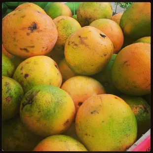 Local navel oranges