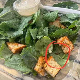 A Bee in my Kale Caesar