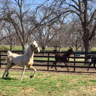 Horses playing outside