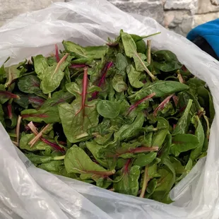 Minnesota grown spinach at winter market from local farms