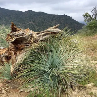 Around the 4 mile mark