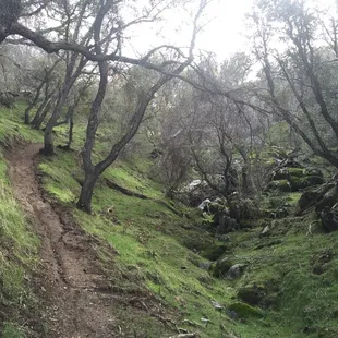 Typical stretch of trail