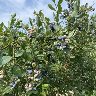 Blueberries