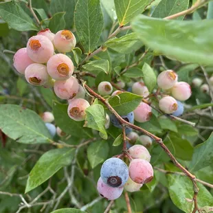 Blueberries ready and not yet ready