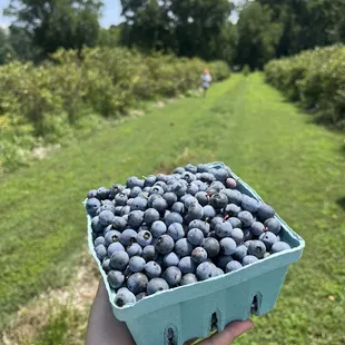 Blueberries