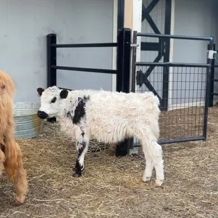 Baby calf
