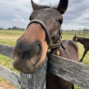 Just love this face horses bring me so much joy