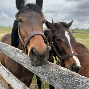 My favorite place to be among these beauties