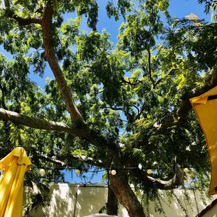 Gnarled Chinese Elm