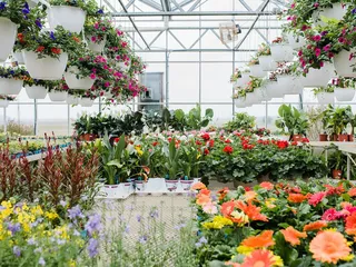 Dutch Mill Greenhouse