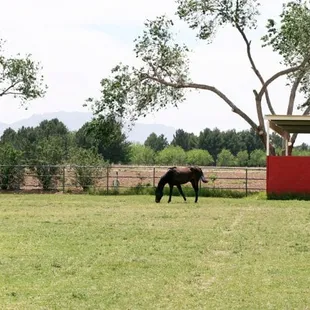 Horse Boarding and pasture for daily turnouts