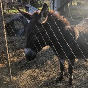 a donkey in a fenced area