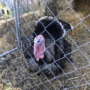 a turkey in a cage