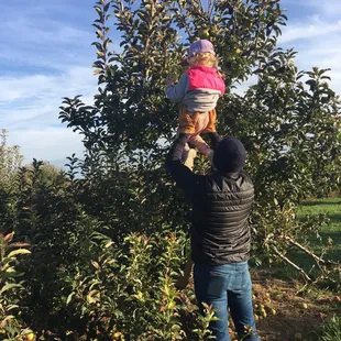 a woman picking apples from a tree