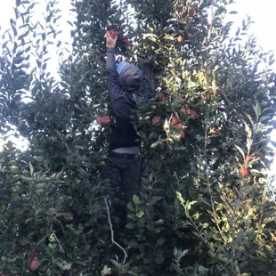 a man picking apples from a tree