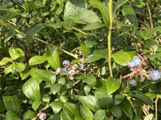 Martin's Blueberry Farm