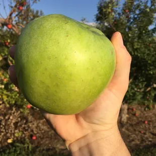 How you like dem Apples?!!