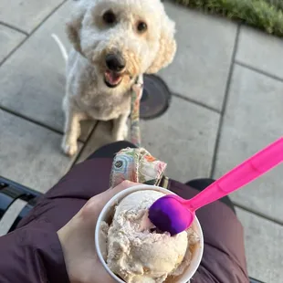 a dog and a person