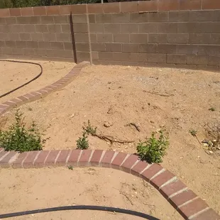 Siberian elms that never got dug out.