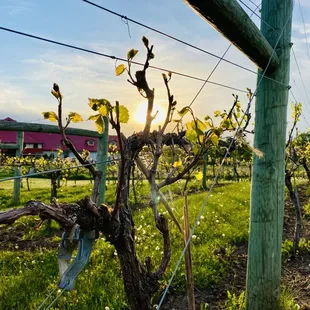 a vineyard with vines