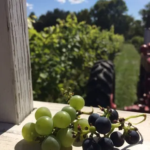 Grape samples given to us on the tour