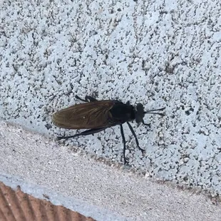 a black insect on a wall