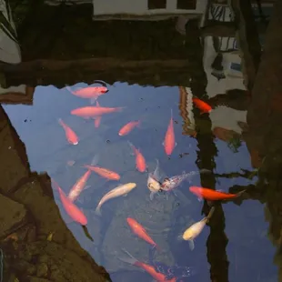 Koi Pond in B&amp;B Court Yard